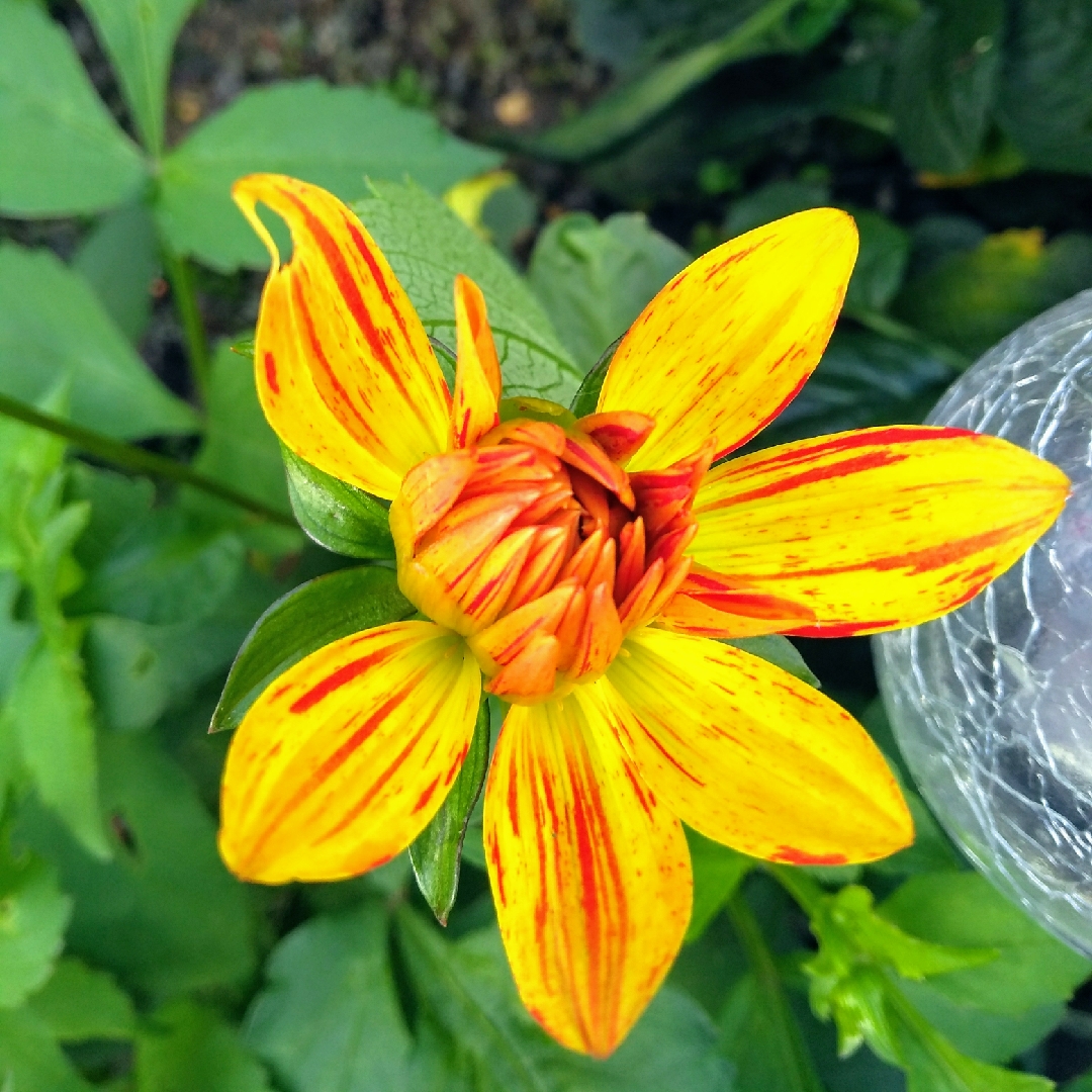 Dahlia Wonder Of Nature in the GardenTags plant encyclopedia Dahlia Wonder Of Nature in the GardenTags plant encyclopedia