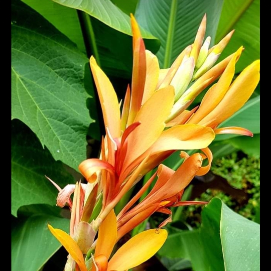 Canna Annaeei syn. Canna x annaei, Canna Annei in the GardenTags plant encyclopedia Canna Annaeei in the GardenTags plant encyclopedia