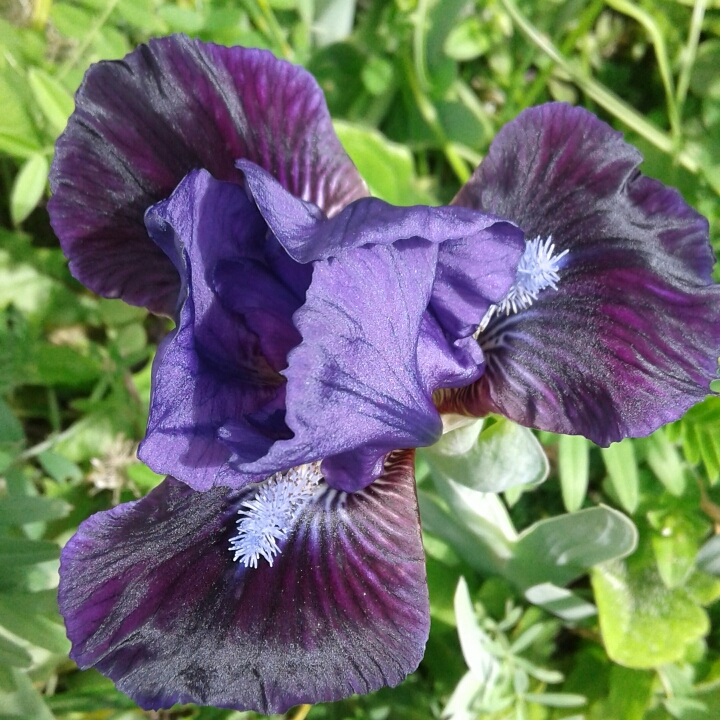 Iris x germanica Purple Plum in the GardenTags plant encyclopedia Bearded Iris Purple Plum (Standard Dwarf) in the GardenTags plant encyclopedia