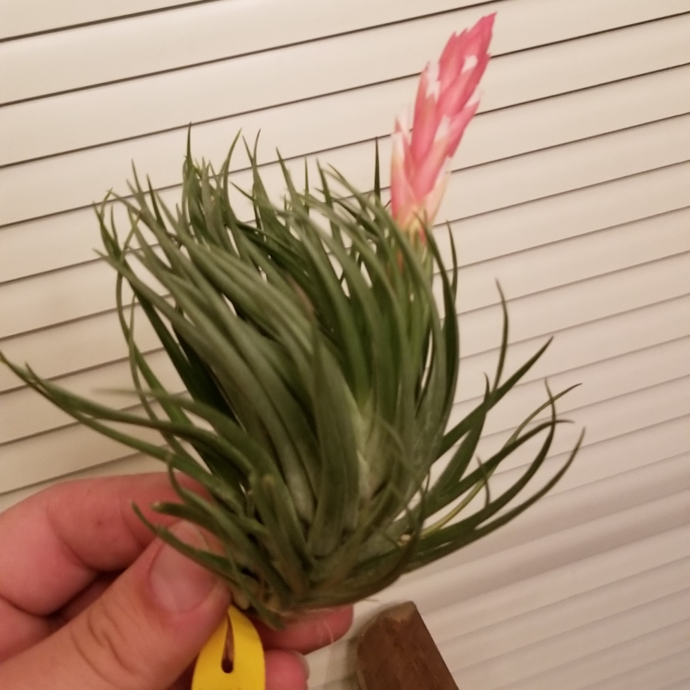Tillandsia montana in the GardenTags plant encyclopedia Airplant (Species) Tillandsia montana in the GardenTags plant encyclopedia