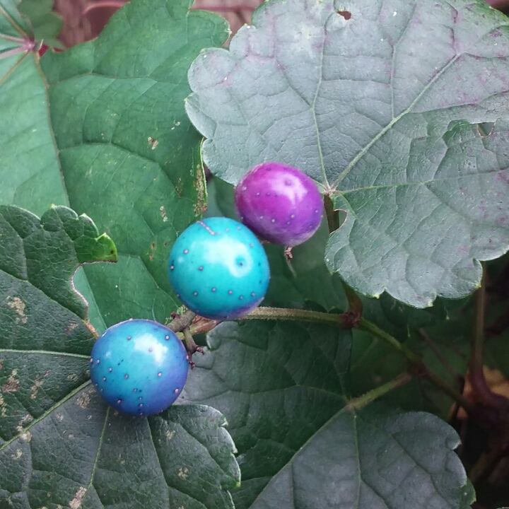 Ampelopsis Glandulosa in the GardenTags plant encyclopedia Amur Peppervine in the GardenTags plant encyclopedia
