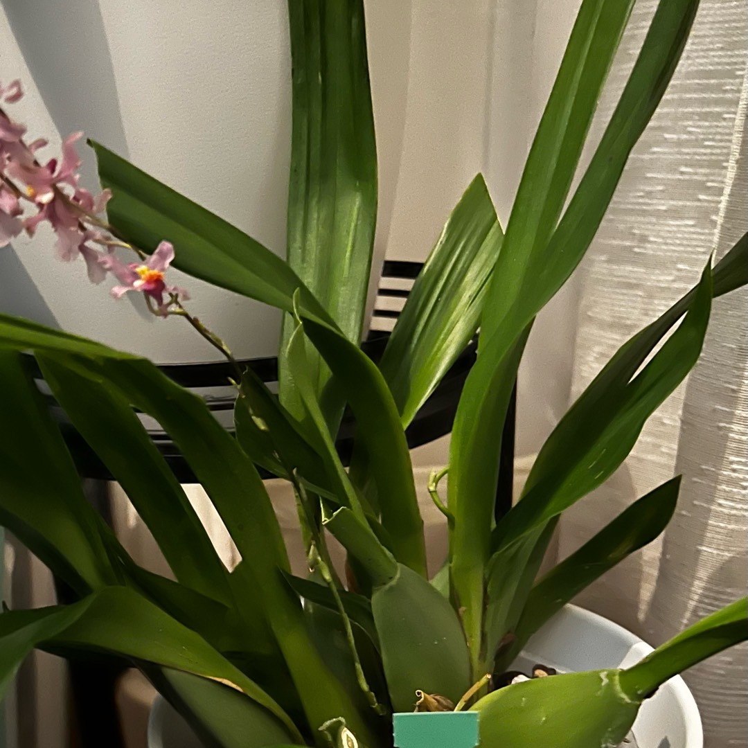 Oncidium sotoanum f. albiflorum in the GardenTags plant encyclopedia Oncidium sotoanum in the GardenTags plant encyclopedia
