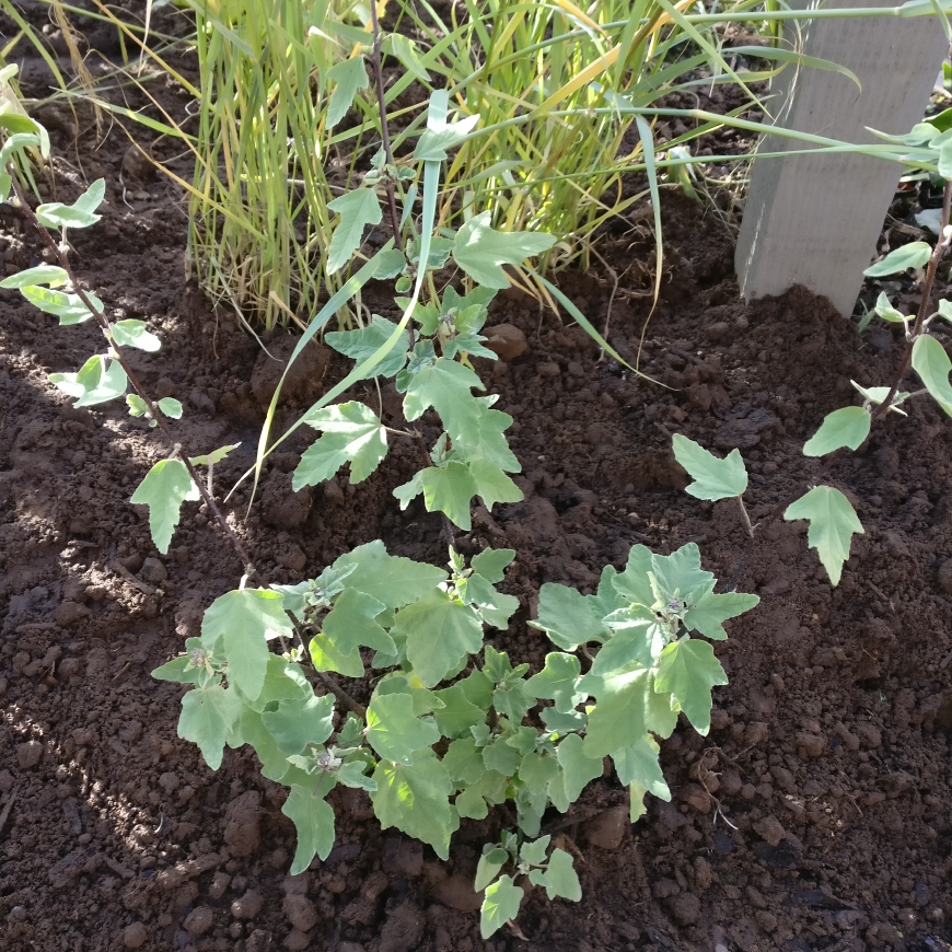 Lavatera x clementii Red Rum in the GardenTags plant encyclopedia Mallow Red Rum in the GardenTags plant encyclopedia