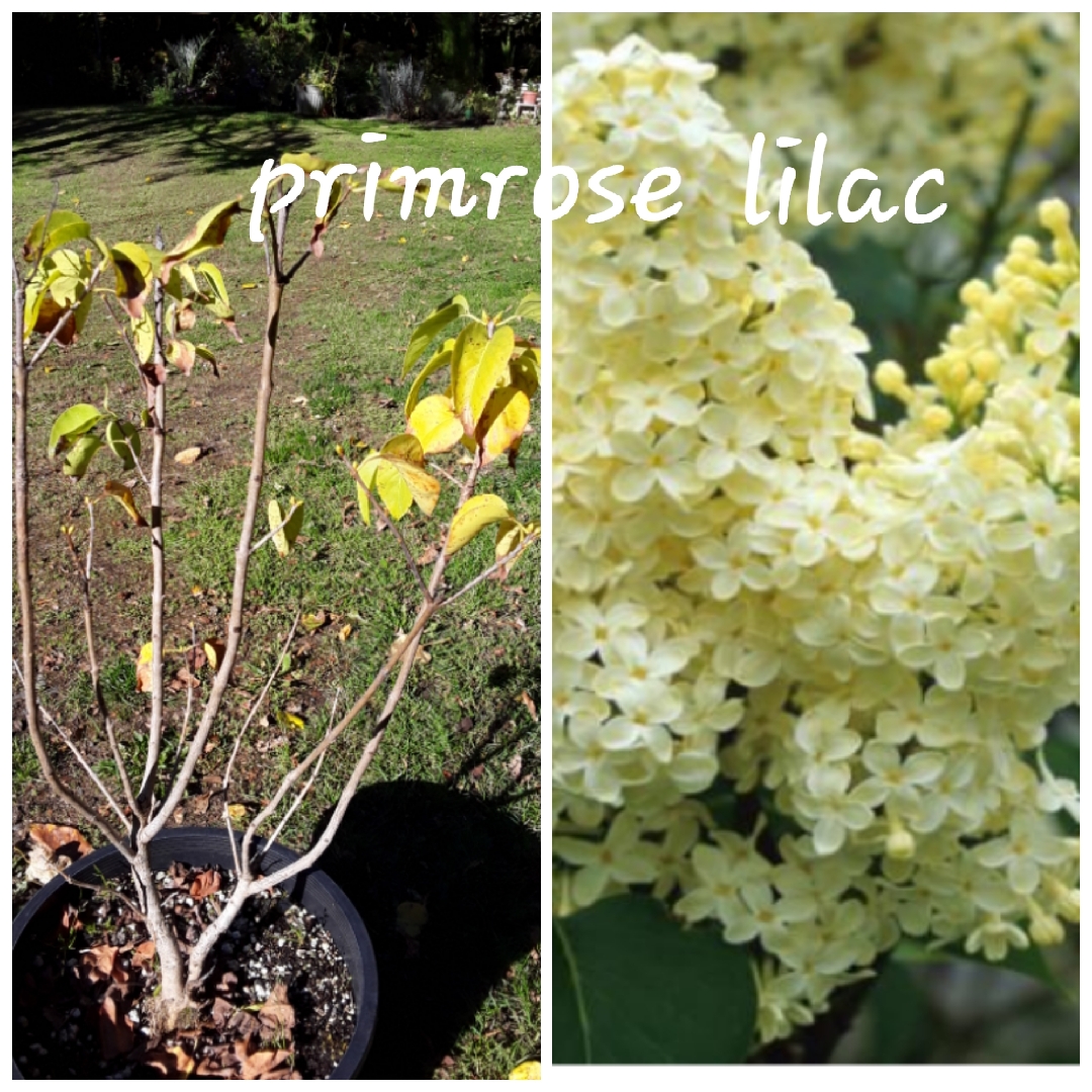 Syringa vulgaris Primrose in the GardenTags plant encyclopedia Lilac Primrose in the GardenTags plant encyclopedia