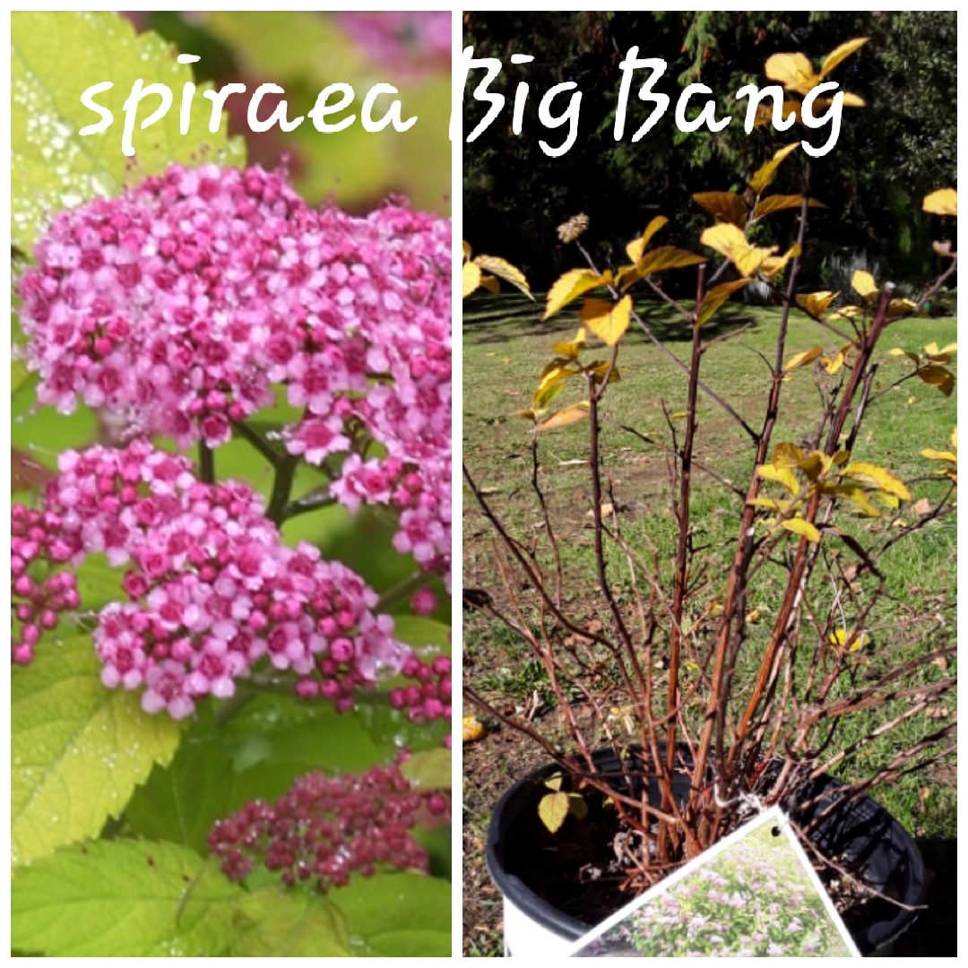 Spiraea japonica Double Play Big Bang in the GardenTags plant encyclopedia Japanese Spiraea Double Play Big Bang in the GardenTags plant encyclopedia