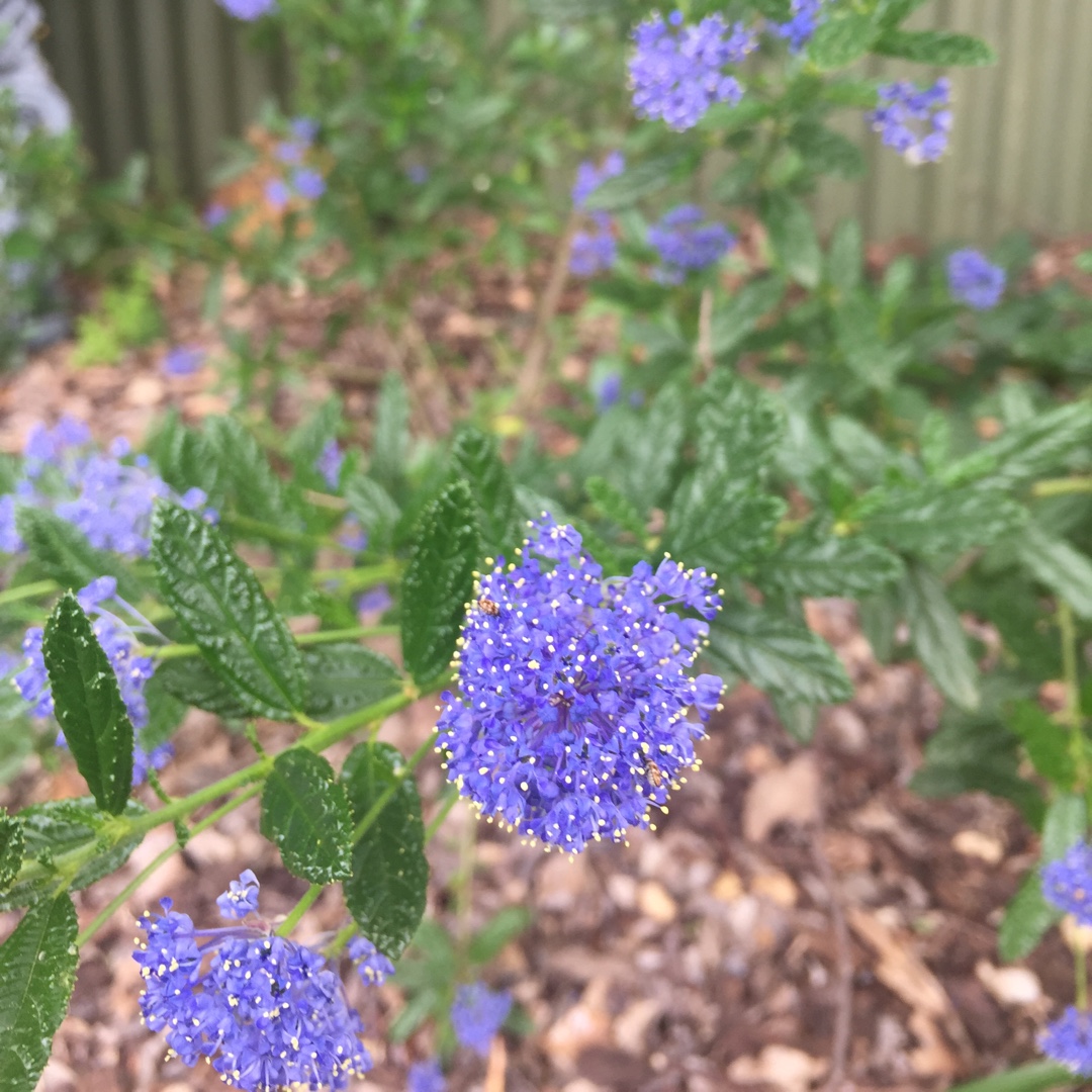 Ceanothus Blue Pacific in the GardenTags plant encyclopedia Ceanothus Blue Pacific in the GardenTags plant encyclopedia
