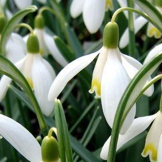 Galanthus nivalis Blonde Inge in the GardenTags plant encyclopedia Snowdrop Blonde Inge in the GardenTags plant encyclopedia