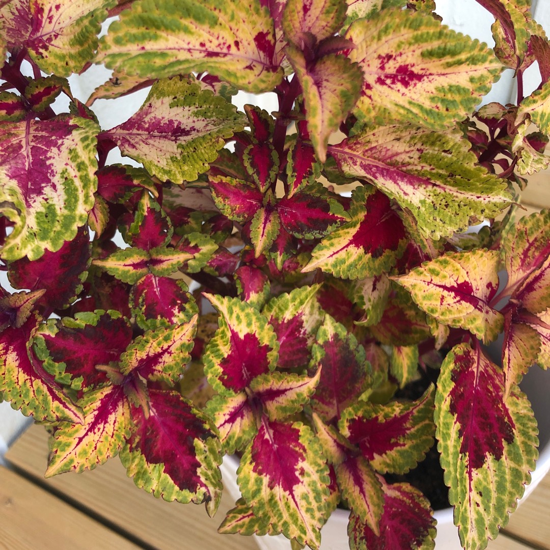 Plectranthus scutellarioides Illumination in the GardenTags plant encyclopedia Coleus Illumination in the GardenTags plant encyclopedia