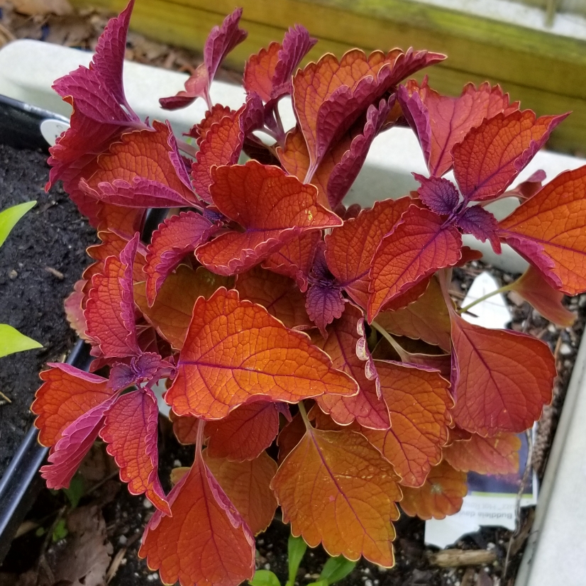 Solenostemon scutellarioides Marooned (ColorBlaze Series) in the GardenTags plant encyclopedia Coleus Marooned in the GardenTags plant encyclopedia