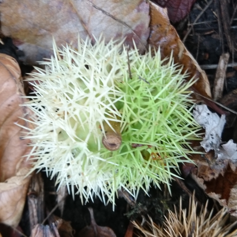 Castanea sativa Variegata in the GardenTags plant encyclopedia Variegated Sweet Chestnut in the GardenTags plant encyclopedia