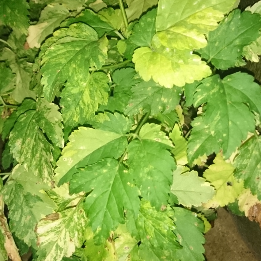 Aegopodium podagraria Dangerous in the GardenTags plant encyclopedia Goutweed Dangerous in the GardenTags plant encyclopedia