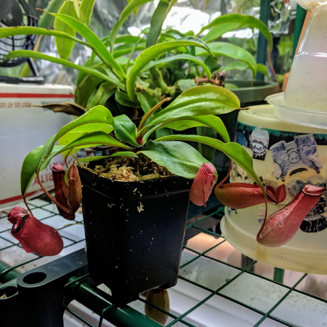 Nepenthes ventricosa x ampullaria Lady Luck in the GardenTags plant encyclopedia Pitcher Plant Lady Luck in the GardenTags plant encyclopedia