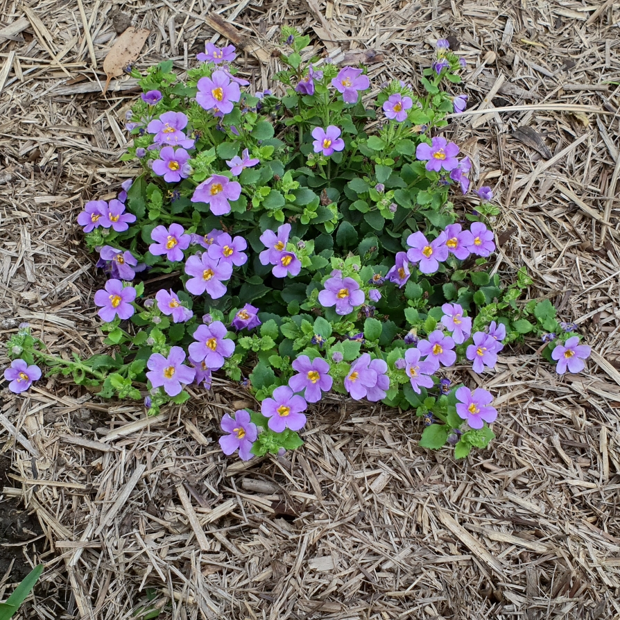 Sutera Cordata Abunda Colossal Blue syn. Bacopa Abunda Colossal Blue in the GardenTags plant encyclopedia Bacopa Abunda Colossal Blue in the GardenTags plant encyclopedia