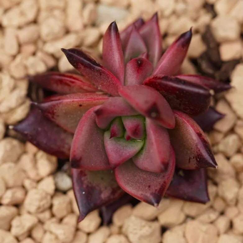 Echeveria Agavoides Ebony x Romeo in the GardenTags plant encyclopedia Echeveria Agavoides Ebony x Romeo in the GardenTags plant encyclopedia