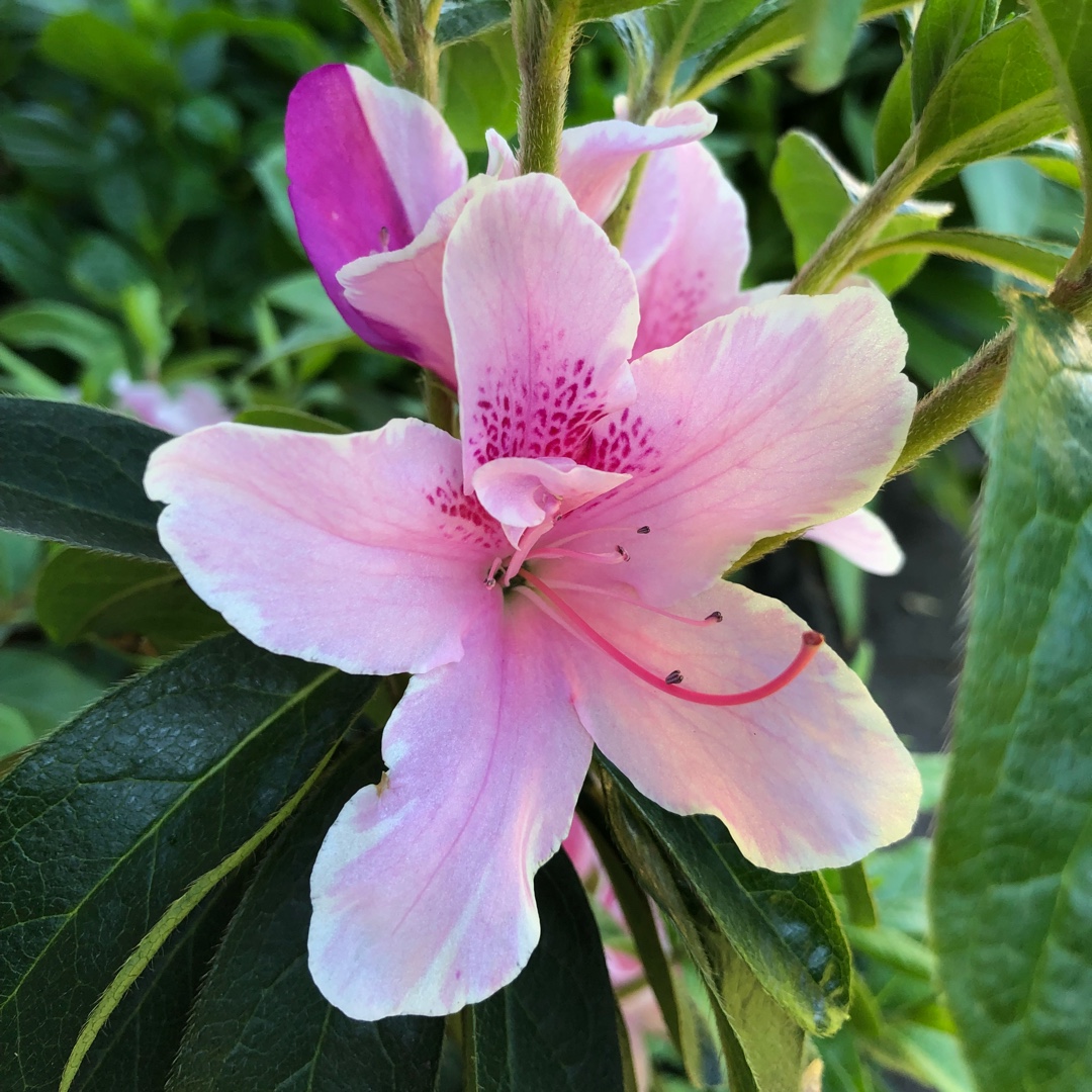 Rhododendron Alphonse Anderson in the GardenTags plant encyclopedia Azalea Alphonse Anderson in the GardenTags plant encyclopedia