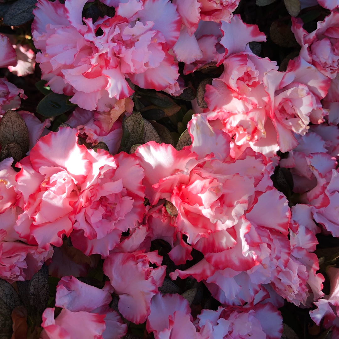 Rhododendron Leopold Astrid in the GardenTags plant encyclopedia Azalea Leopold Astrid in the GardenTags plant encyclopedia