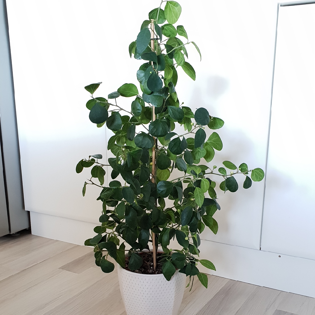 Ficus deltoidea syn. Ficus ovoidea, Ficus diversifolia in the GardenTags plant encyclopedia Mistletoe Fig in the GardenTags plant encyclopedia