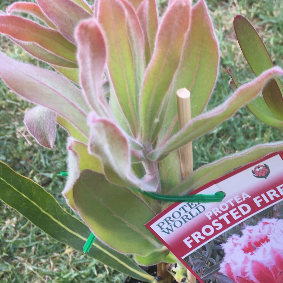 Protea neriifolia hybrid Frosted Fire in the GardenTags plant encyclopedia Protea Frosted Fire in the GardenTags plant encyclopedia