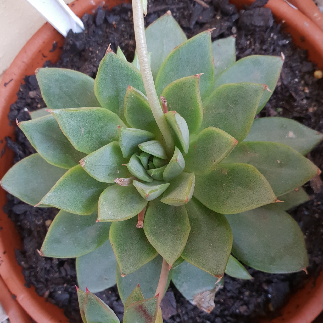 Echeveria Glory in the GardenTags plant encyclopedia Echeveria Glory in the GardenTags plant encyclopedia