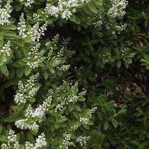 Hebe rakaiensis in the GardenTags plant encyclopedia Rakai Hebe in the GardenTags plant encyclopedia