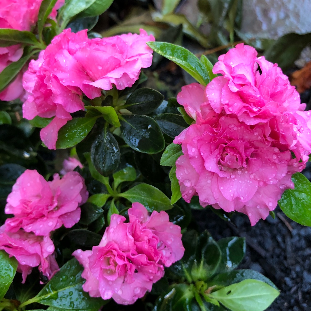 Rhododendron indica Anna Kehr in the GardenTags plant encyclopedia Azalea Anna Kehr in the GardenTags plant encyclopedia