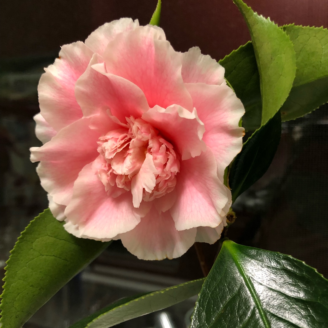 Camellia japonica Elegans Splendor in the GardenTags plant encyclopedia Camellia Elegans Splendor in the GardenTags plant encyclopedia