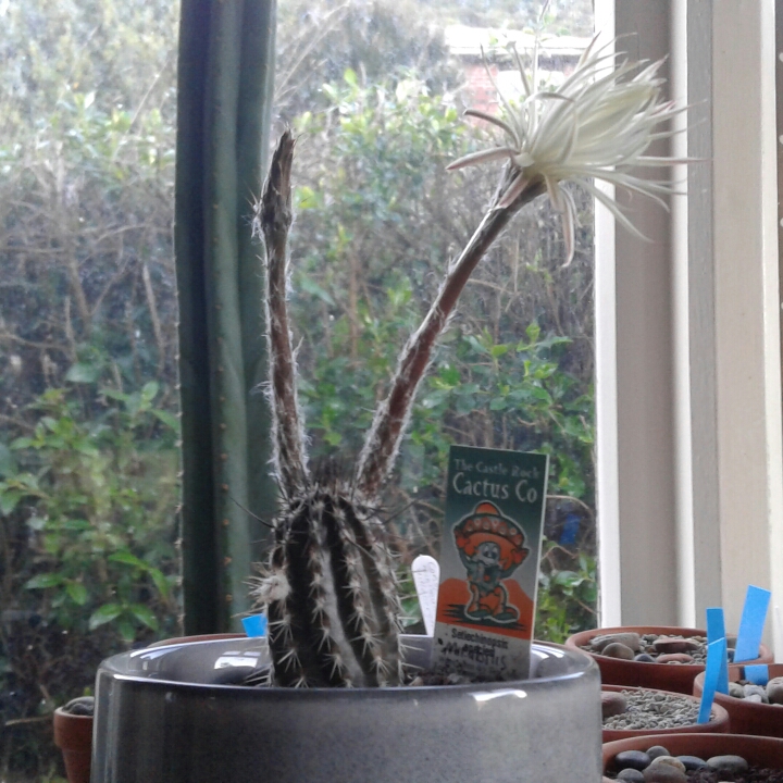 Echinopsis mirabilis syn. Setiechinopsis mirabilis in the GardenTags plant encyclopedia Flower Of Prayer in the GardenTags plant encyclopedia