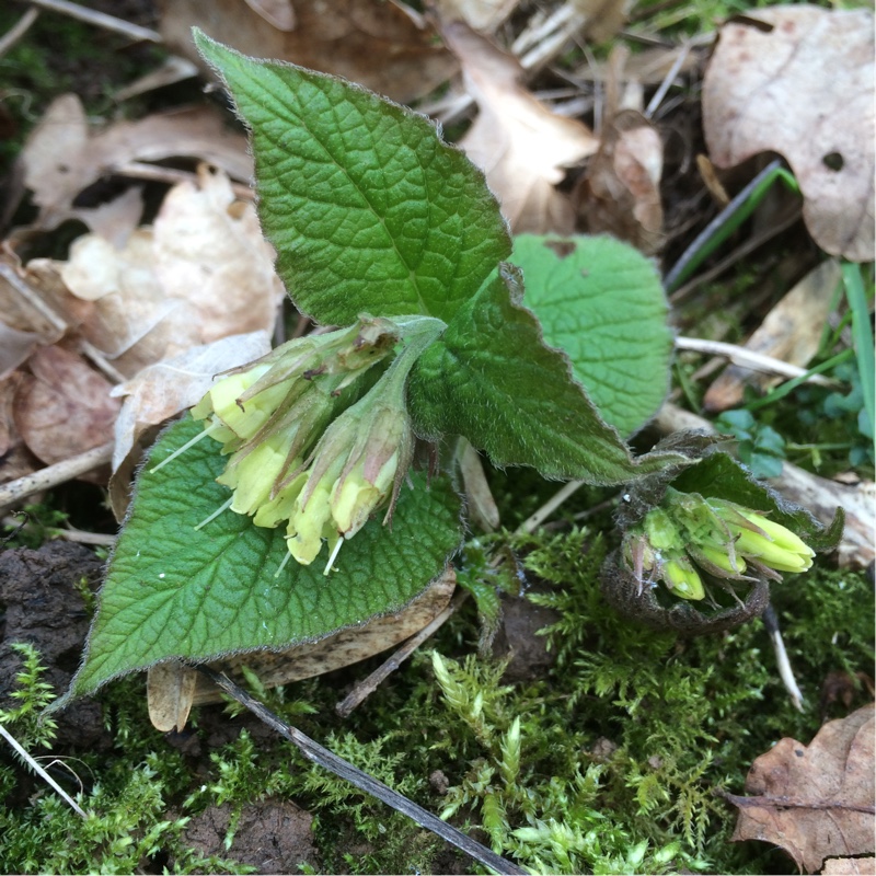 Symphytum cordatum in the GardenTags plant encyclopedia Heart-leaved Comfrey in the GardenTags plant encyclopedia