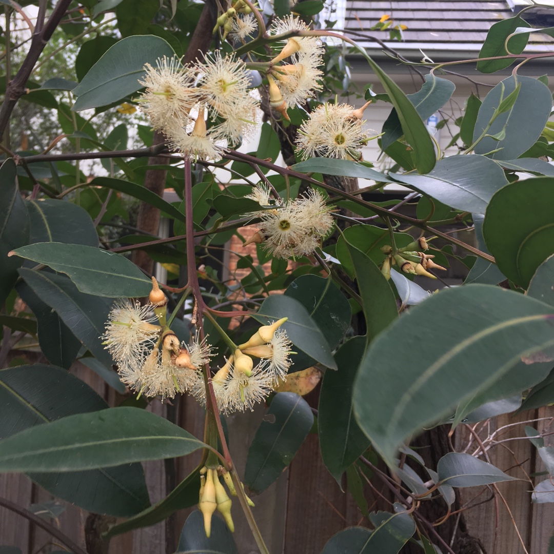 Eucalyptus Robusta in the GardenTags plant encyclopedia Swamp Gum in the GardenTags plant encyclopedia
