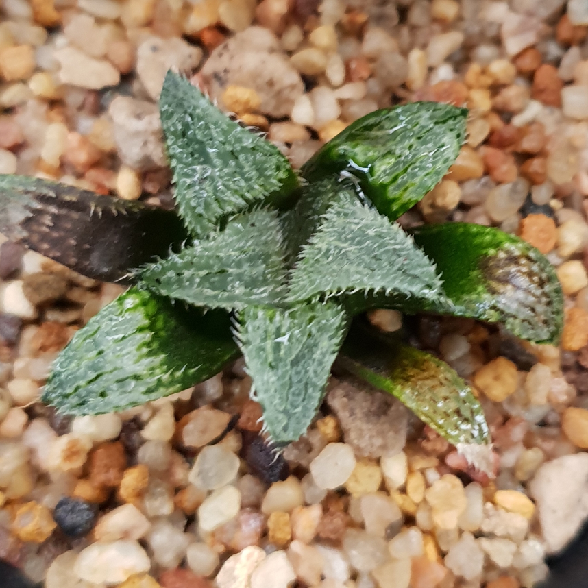 Haworthia Mirabilis Bobii in the GardenTags plant encyclopedia Haworthia Mirabilis Bobii in the GardenTags plant encyclopedia