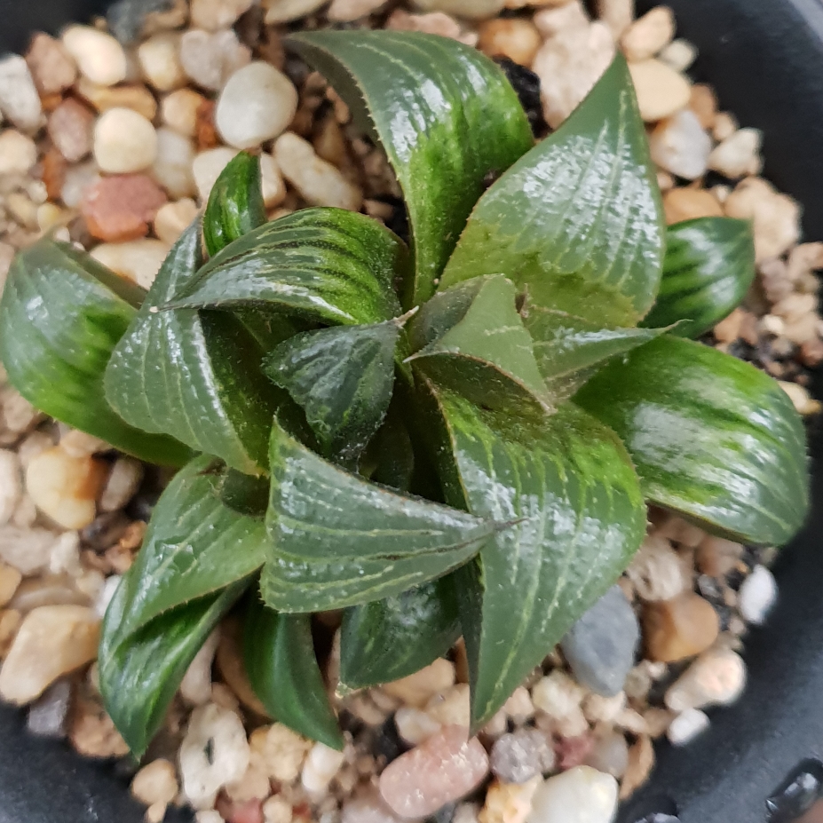Haworthia Mirabilis var. Badia in the GardenTags plant encyclopedia Haworthia Mirabilis Badia Pinky in the GardenTags plant encyclopedia