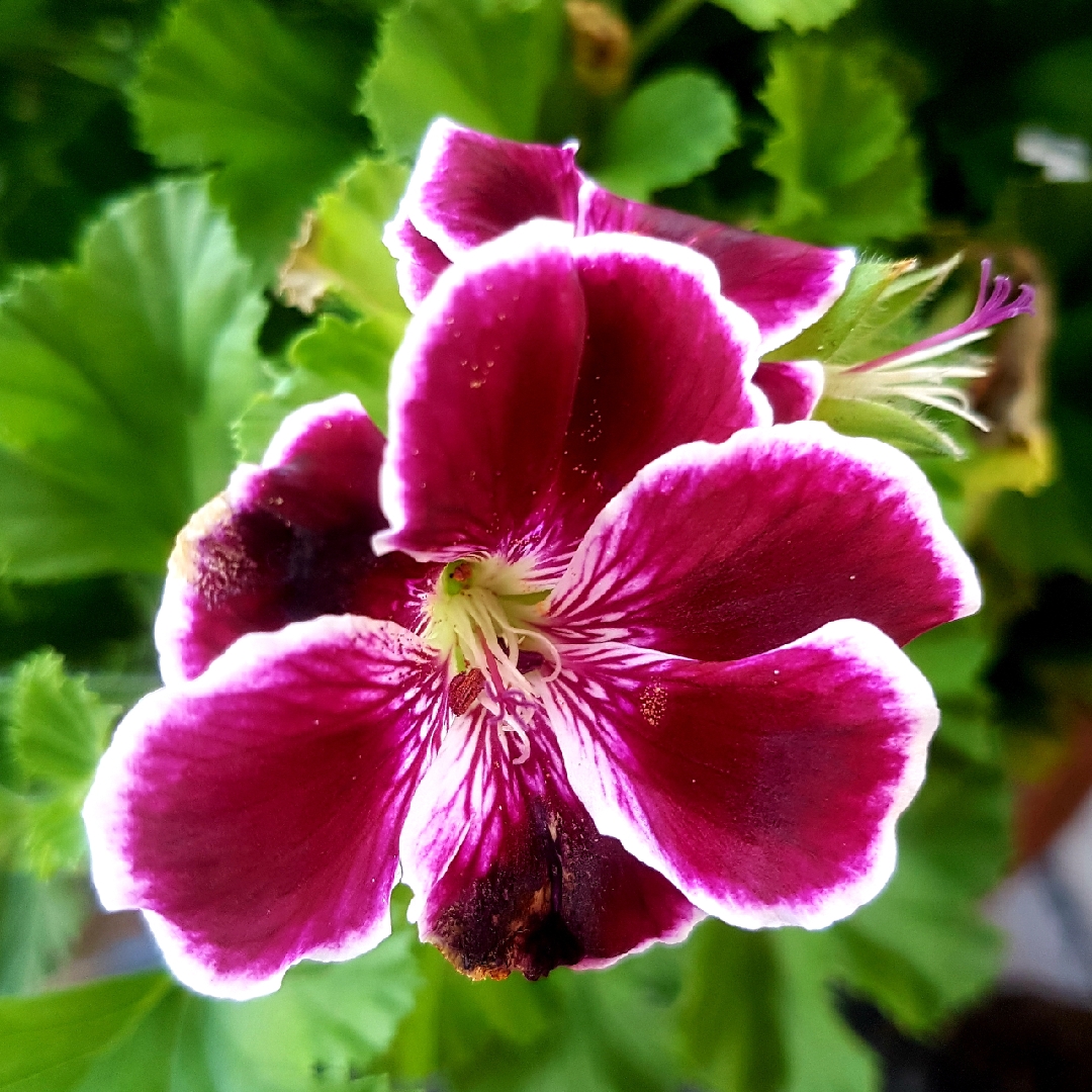 Pelargonium Sancho Panza in the GardenTags plant encyclopedia Pelargonium Sancho Panza (Decorative) in the GardenTags plant encyclopedia