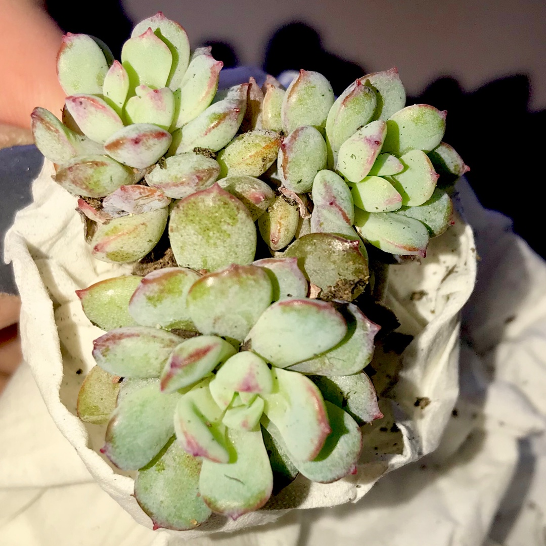 Echeveria Laui x Vincent Catto in the GardenTags plant encyclopedia Echeveria Robin in the GardenTags plant encyclopedia