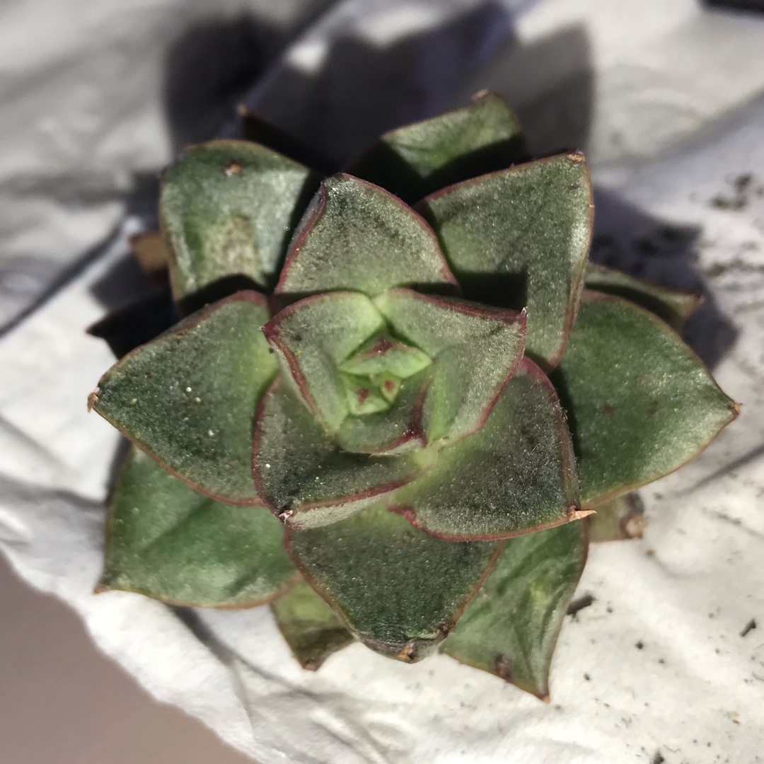 Echeveria Purpusorum White Form in the GardenTags plant encyclopedia Echeveria Purpusorum White Form in the GardenTags plant encyclopedia