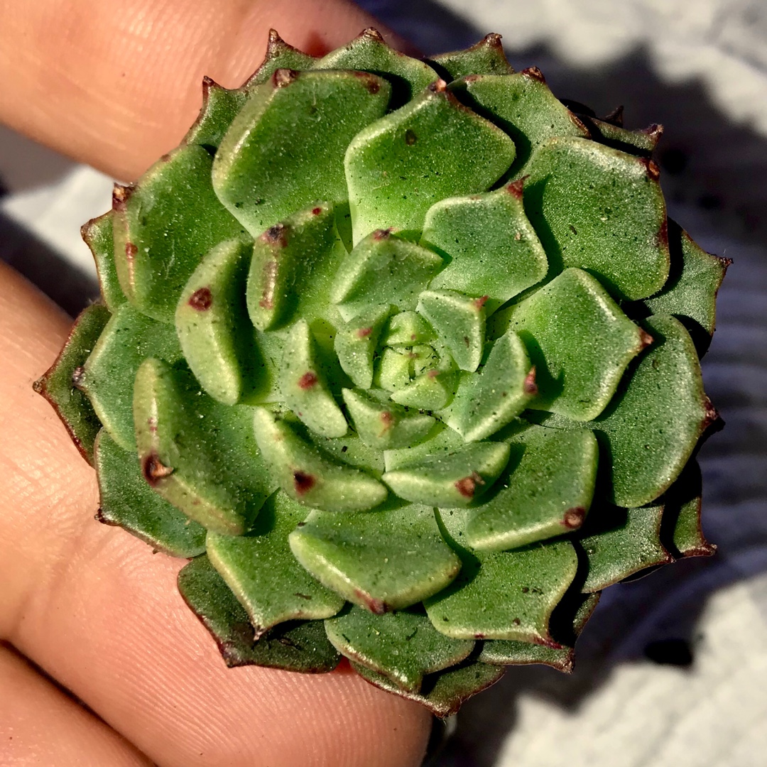 Echeveria Bini Ouhikou in the GardenTags plant encyclopedia Echeveria Bini Ouhikou in the GardenTags plant encyclopedia