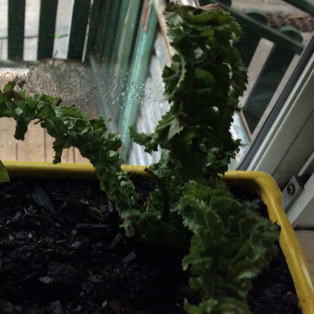 Nephrolepis exaltata Curly Locks in the GardenTags plant encyclopedia Boston Fern Curly Locks in the GardenTags plant encyclopedia
