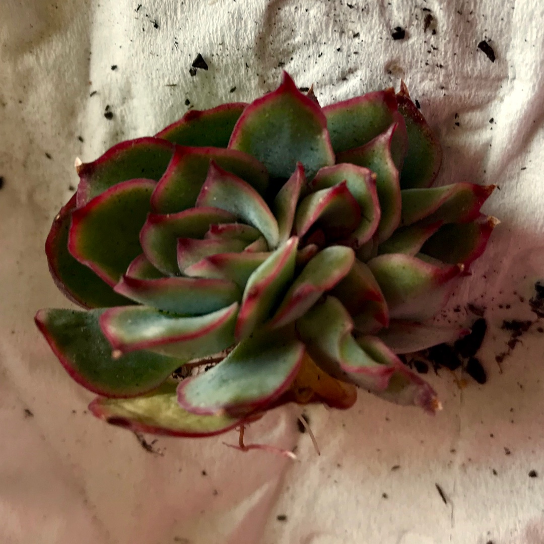 Echeveria Esther Cristata in the GardenTags plant encyclopedia Echeveria Esther Crested in the GardenTags plant encyclopedia