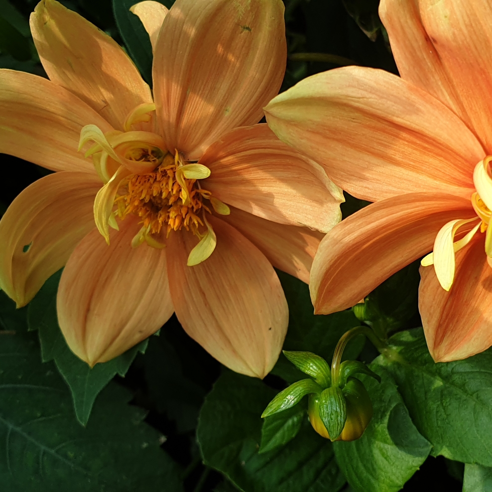 Dahlia variabilis Sunny Reggae in the GardenTags plant encyclopedia Dahlia Sunny Reggae in the GardenTags plant encyclopedia