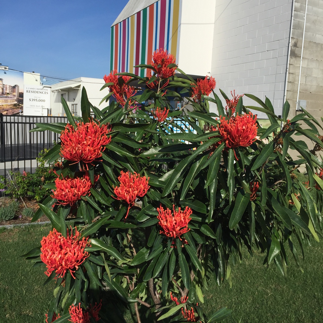 Stenocarpus sinuatus in the GardenTags plant encyclopedia Queensland Firewheel Tree in the GardenTags plant encyclopedia