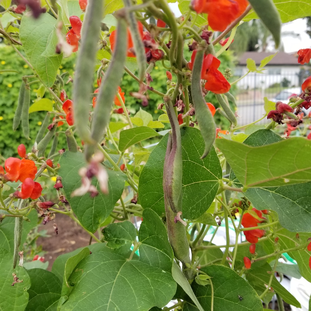 Phaseolus coccineus Blackcoat in the GardenTags plant encyclopedia Runner Bean Blackcoat in the GardenTags plant encyclopedia
