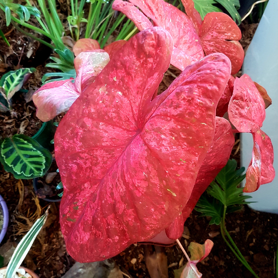 Caladium Hot Lips in the GardenTags plant encyclopedia Elephant Ear Hot Lips in the GardenTags plant encyclopedia