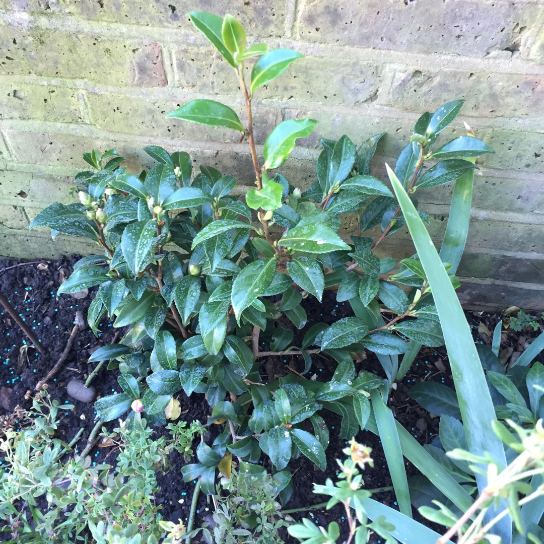 Camellia Sasanqua Hinode-gumo in the GardenTags plant encyclopedia Camellia Hinode-gumo in the GardenTags plant encyclopedia