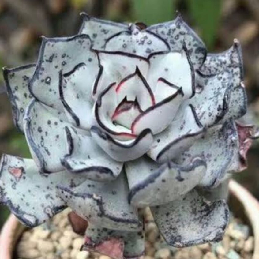 Echeveria Strictiflora var. Nova in the GardenTags plant encyclopedia Echeveria Strictiflora Nova in the GardenTags plant encyclopedia