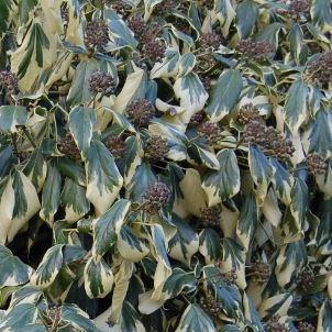 Hedera colchica Dentata Variegata in the GardenTags plant encyclopedia Colchis ivy in the GardenTags plant encyclopedia