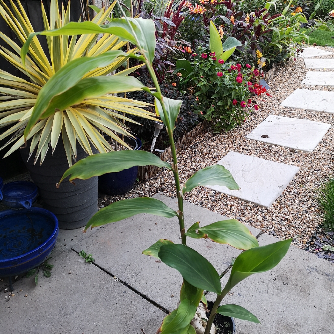 Hedychium Flavescens in the GardenTags plant encyclopedia Yellow Ginger Lily in the GardenTags plant encyclopedia