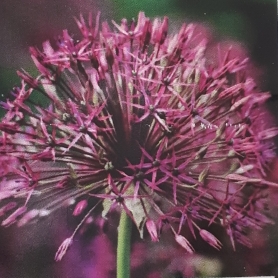 Allium Purple Rain in the GardenTags plant encyclopedia Allium Purple Rain in the GardenTags plant encyclopedia