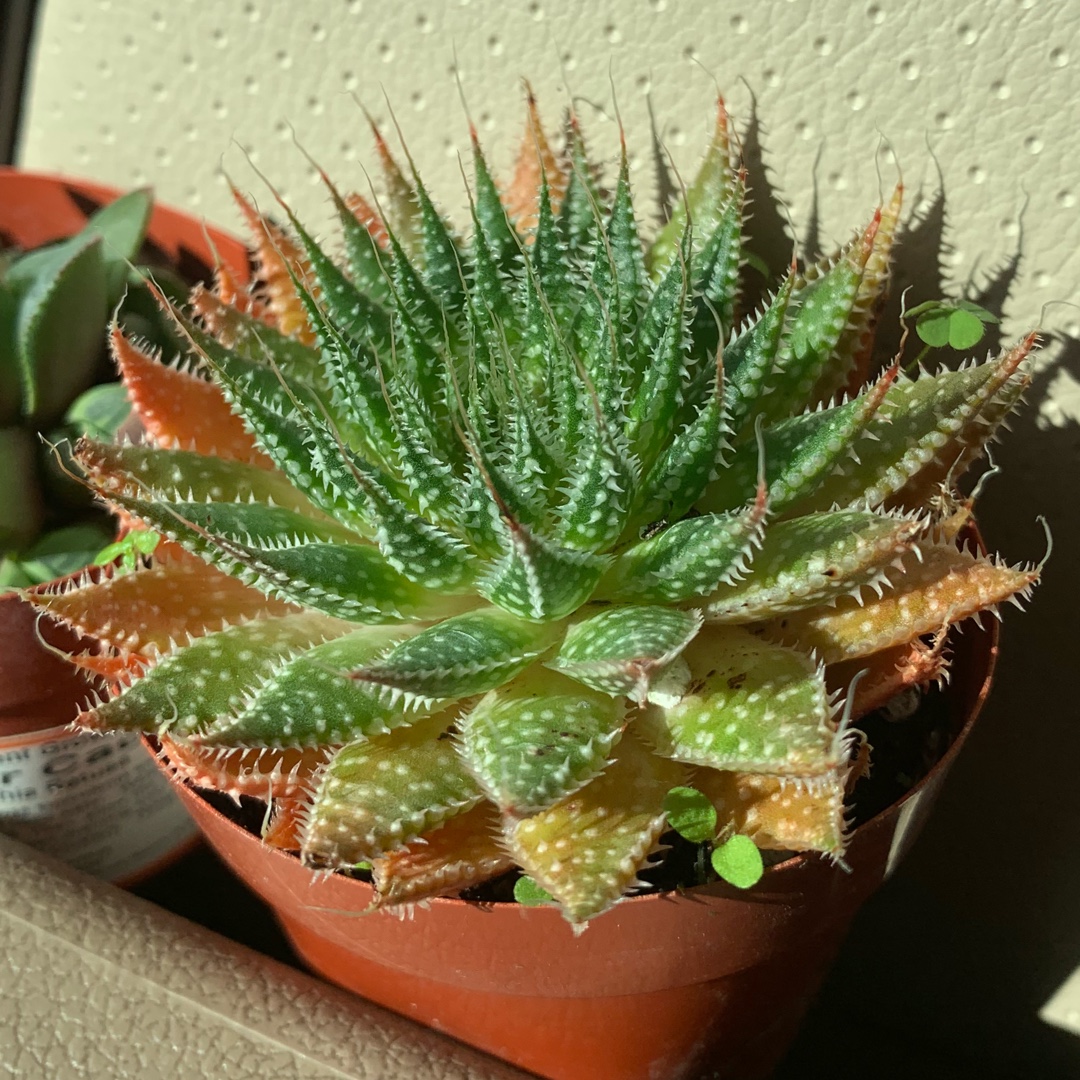 Haworthia Maraisii in the GardenTags plant encyclopedia Haworthia Maraisii in the GardenTags plant encyclopedia