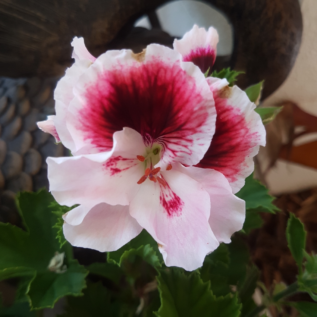 Pelargonium Oglger579 (Elegance Series) syn. Pelargonium Elegance Crystal Rose in the GardenTags plant encyclopedia Pelargonium Elegance Crystal Rose (Regal) in the GardenTags plant encyclopedia