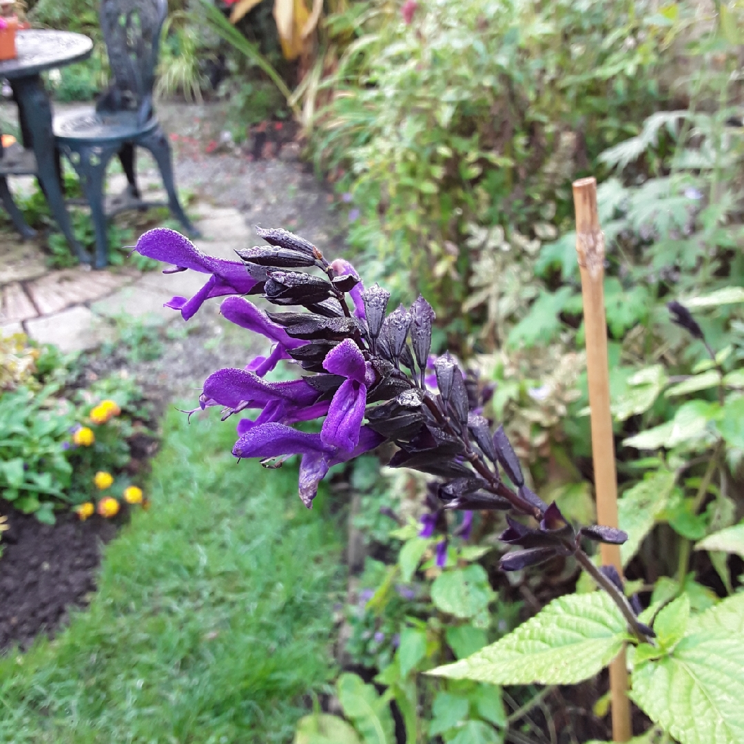 Salvia Bodacious™ Rhythm and Blues in the GardenTags plant encyclopedia Salvia Rhythm and Blues in the GardenTags plant encyclopedia
