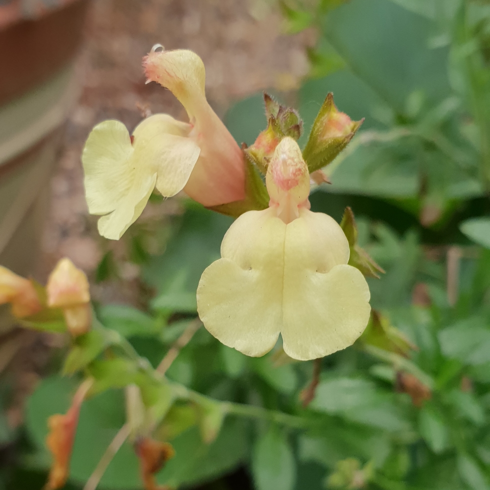 Salvia x jamensis La Luna in the GardenTags plant encyclopedia Salvia La Luna in the GardenTags plant encyclopedia